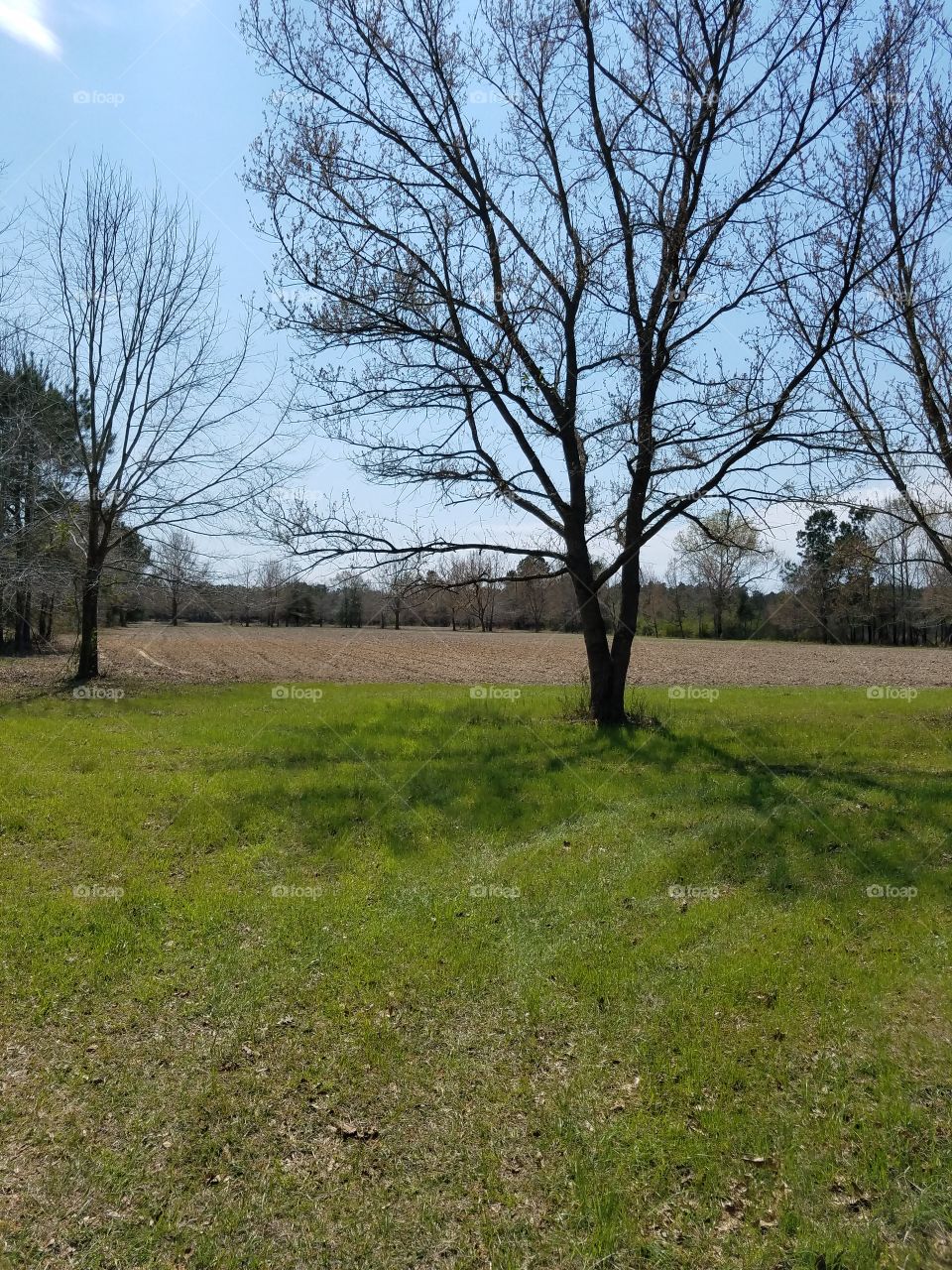 clear pasture