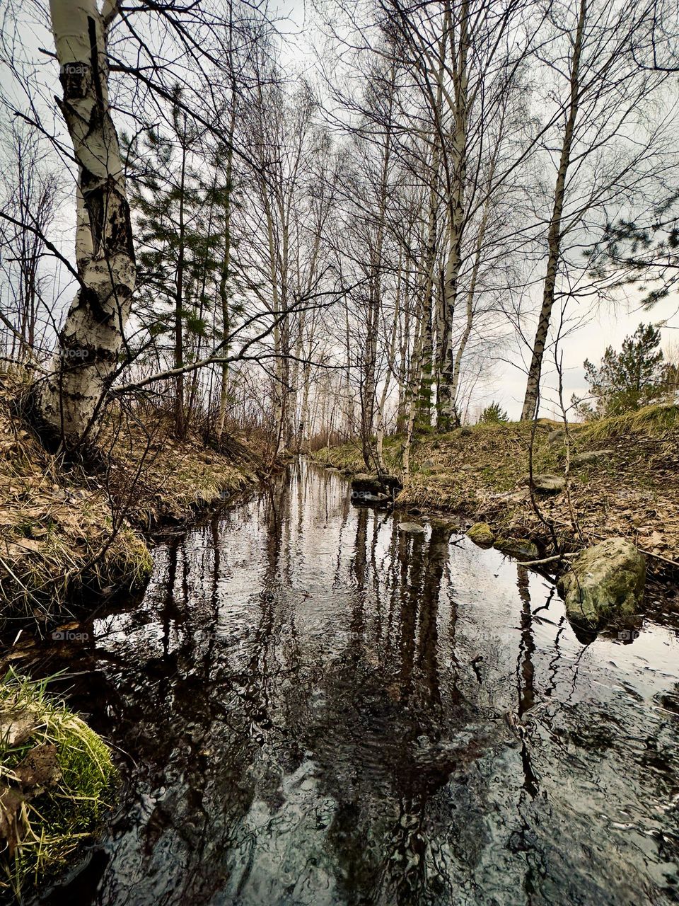 stream in spring forest