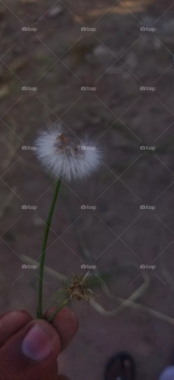 plant
