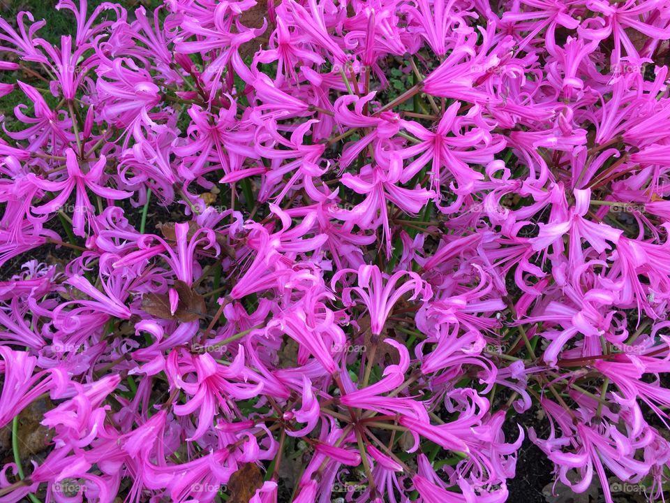 Full frame of pink flowers