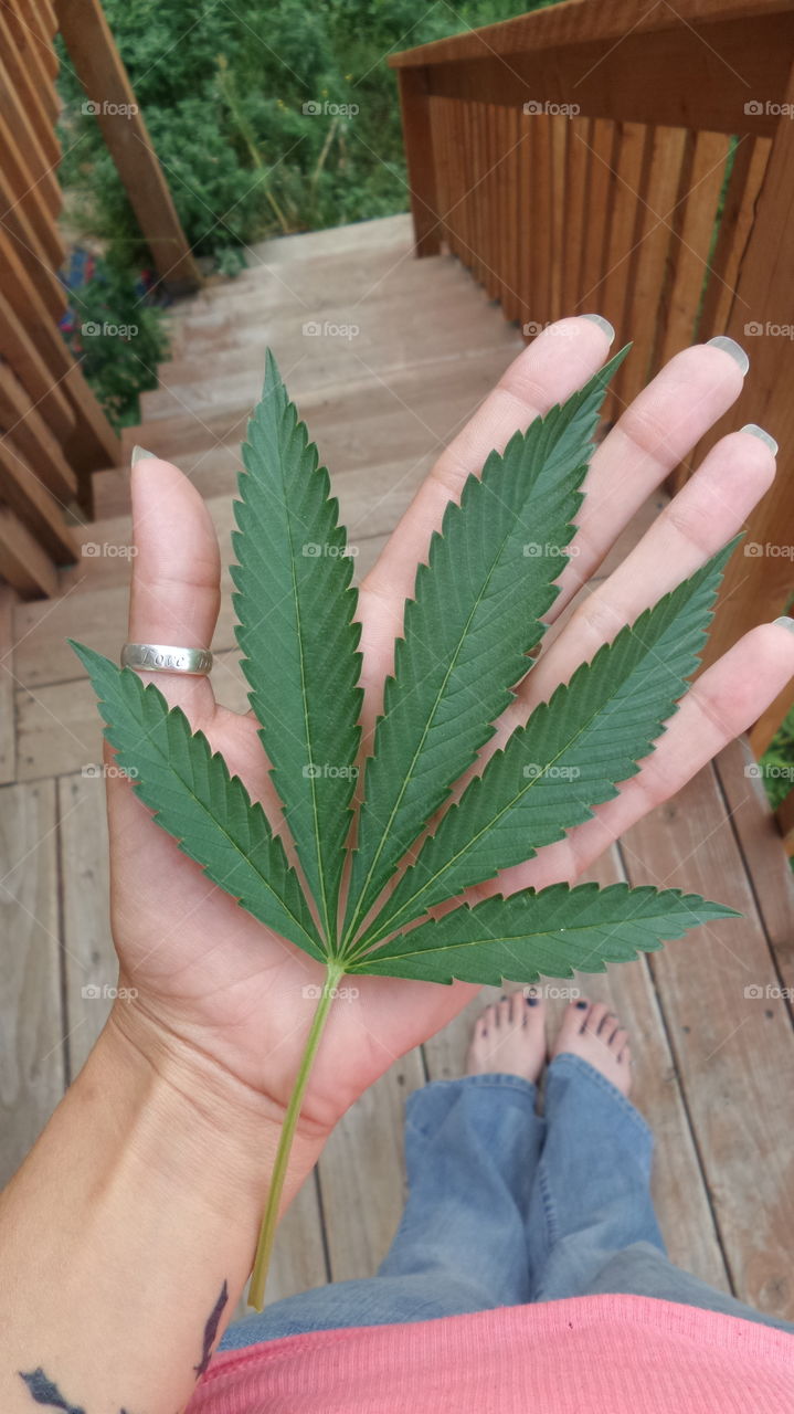 Large Bud Leaf. home grown marijuana leaf