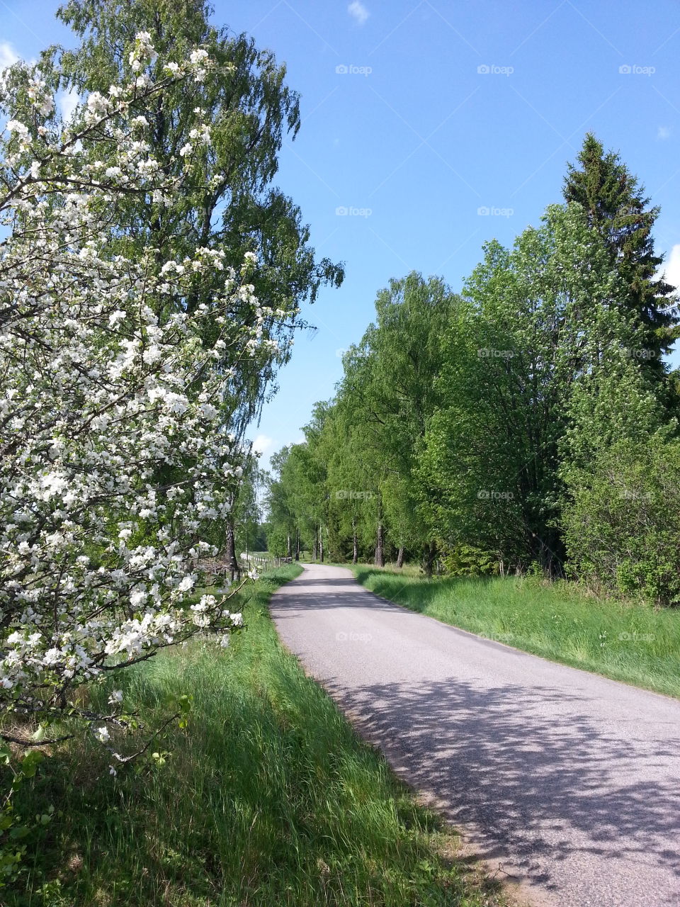 Country road