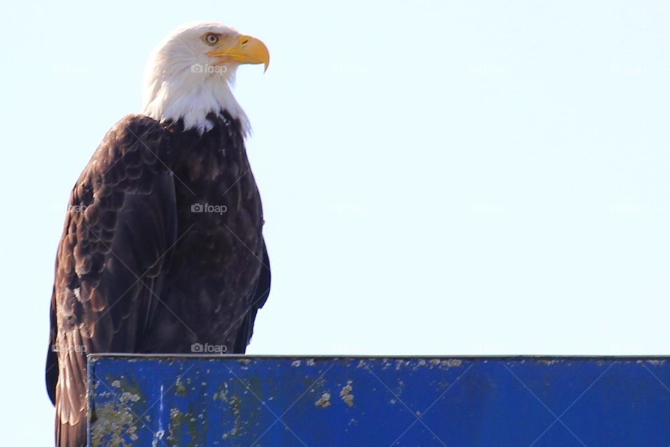 Female bald eagle - Juneau, AK