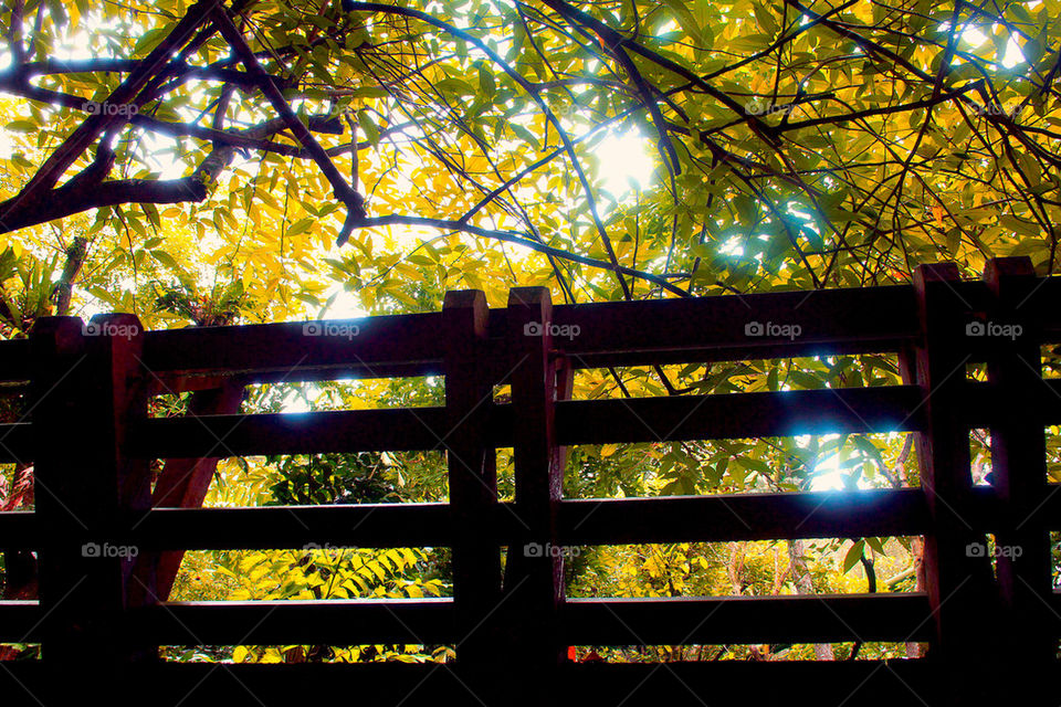 Bridge in the sunlight