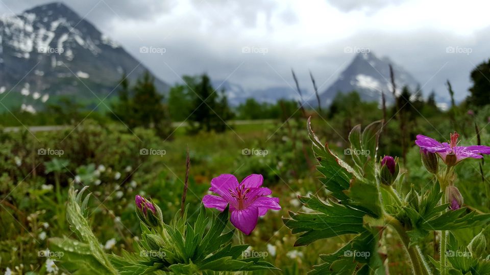 Pink Flower