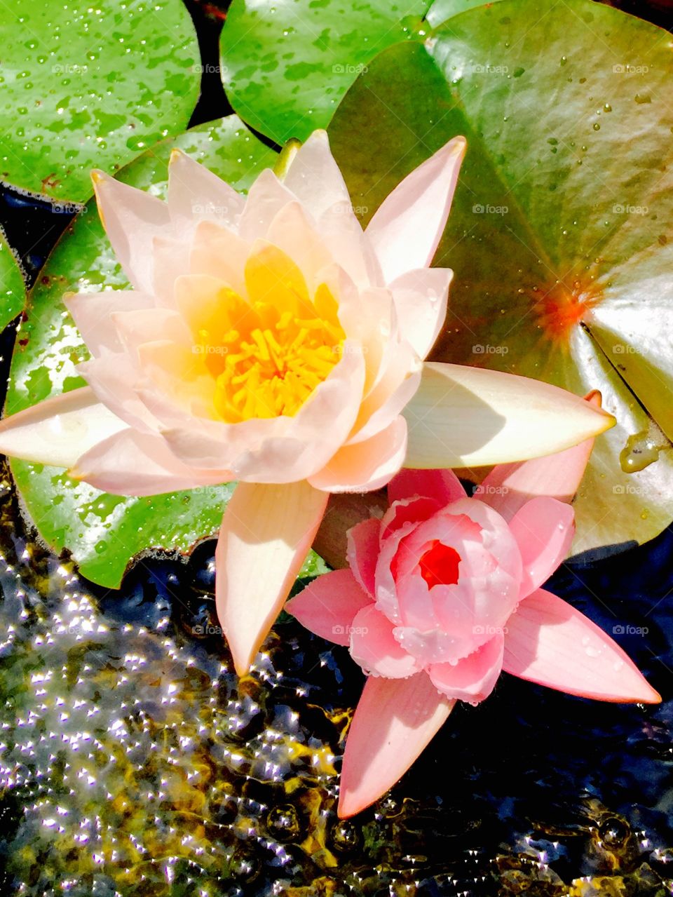 treasure on the pure water