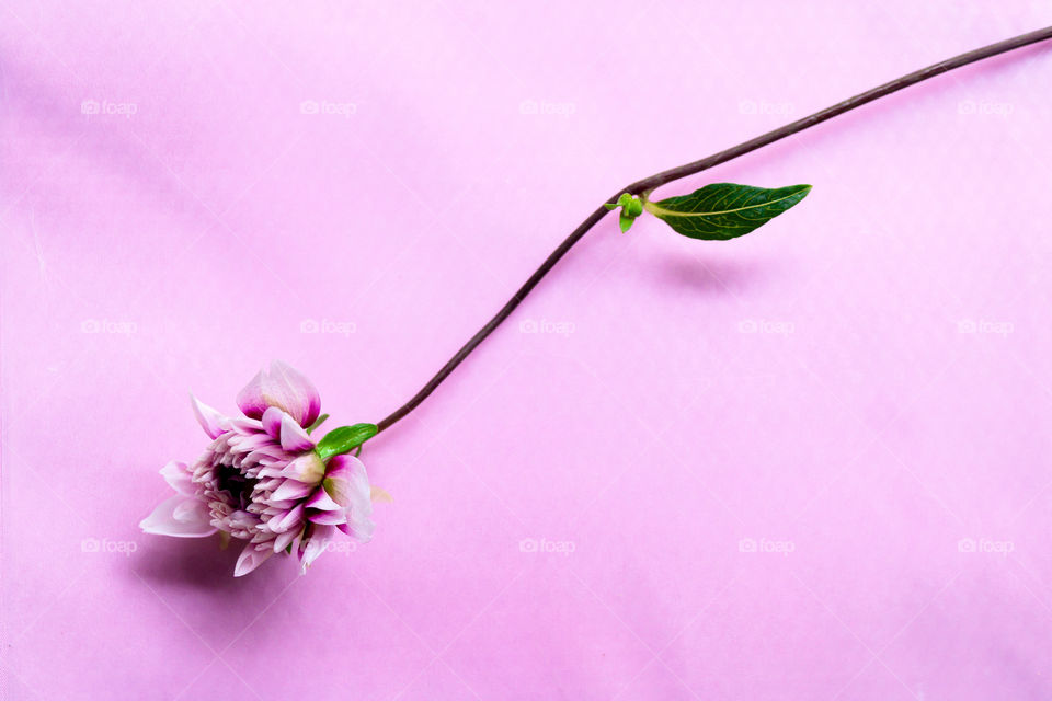 Amazing photography of pink colour Dahlia flower. beautiful pink colour Dahlia flower in pink colour background.