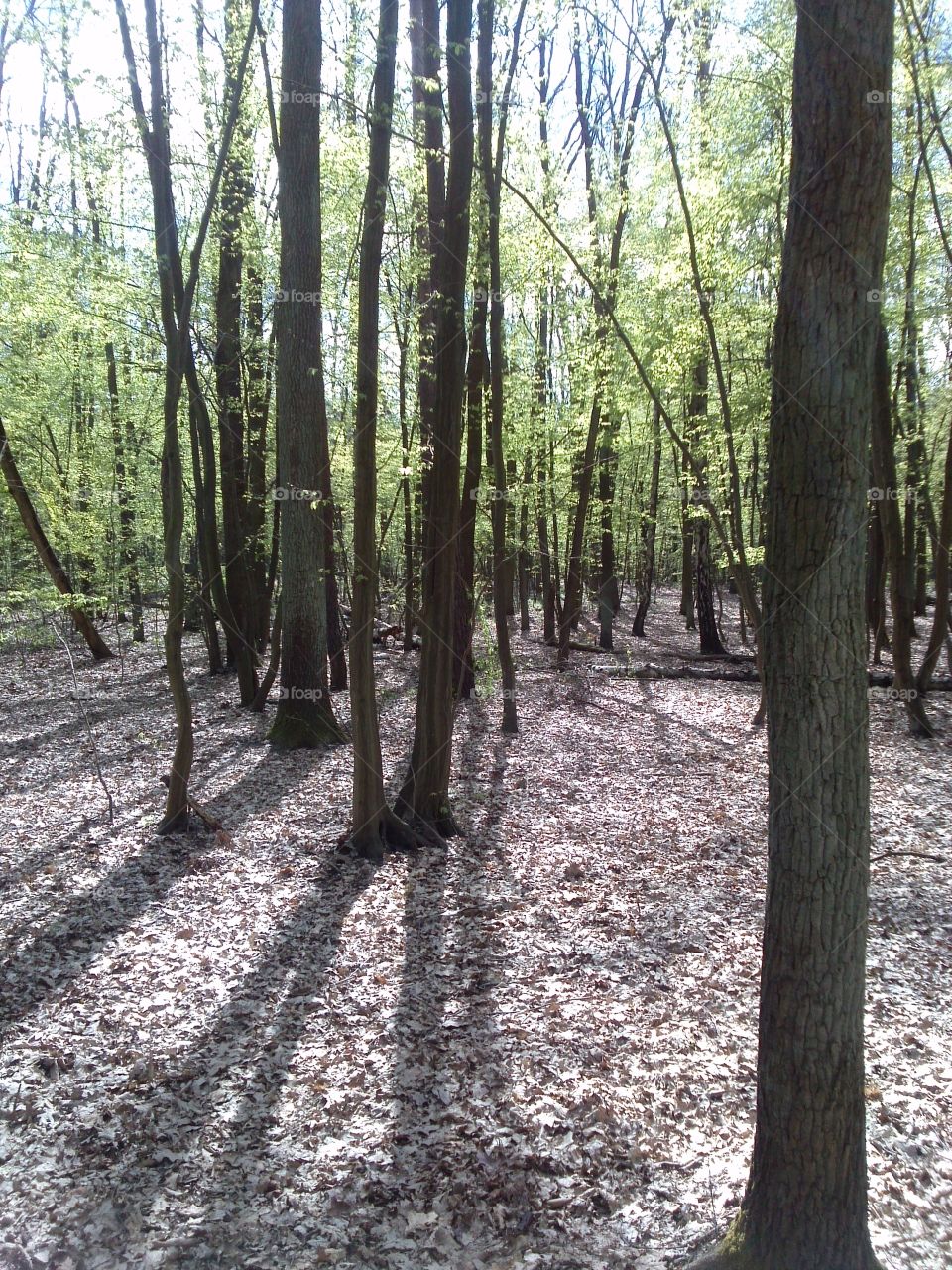 spring forest