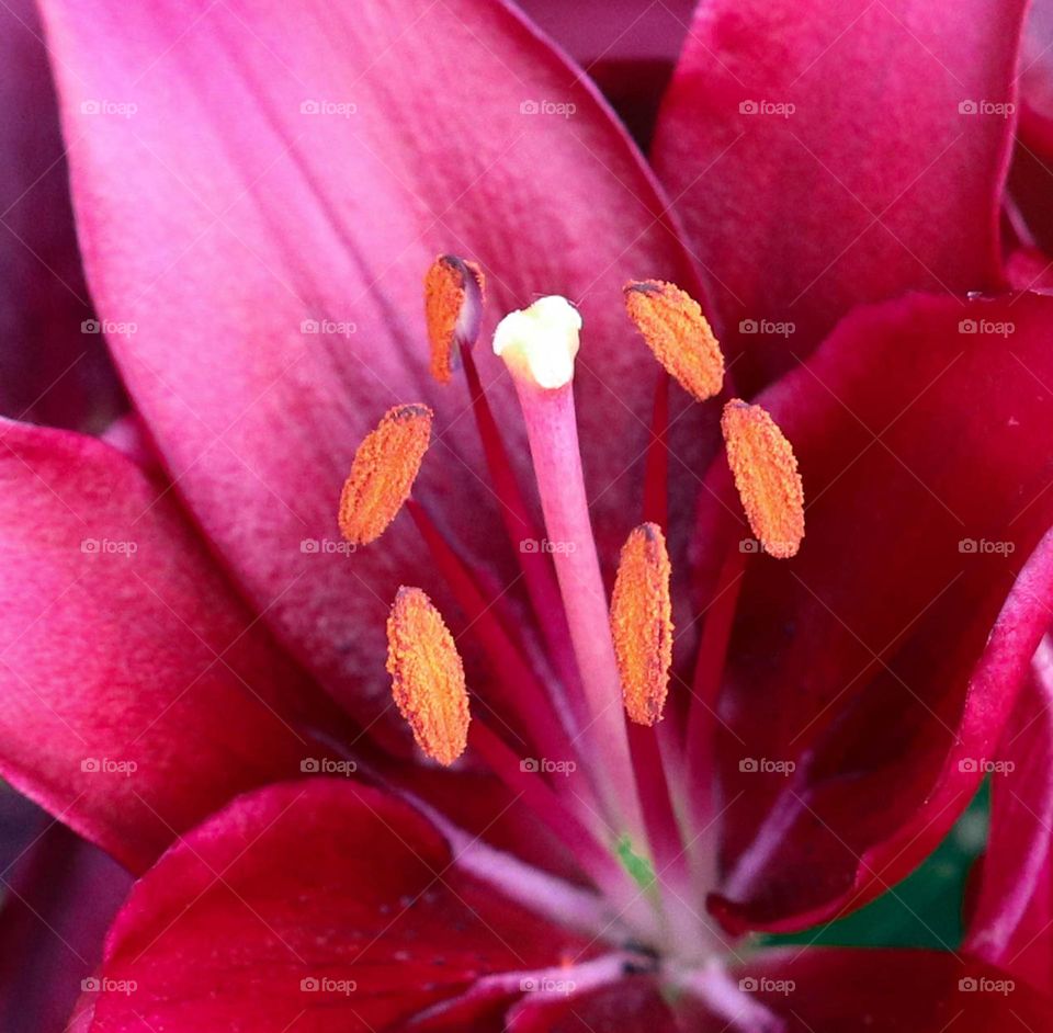 close up to a lilly