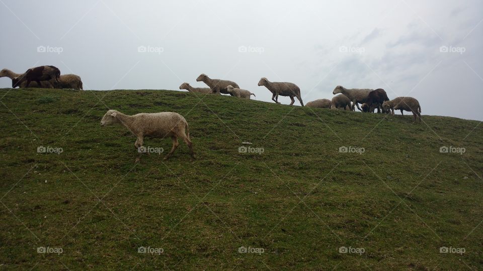 grazing sheeps