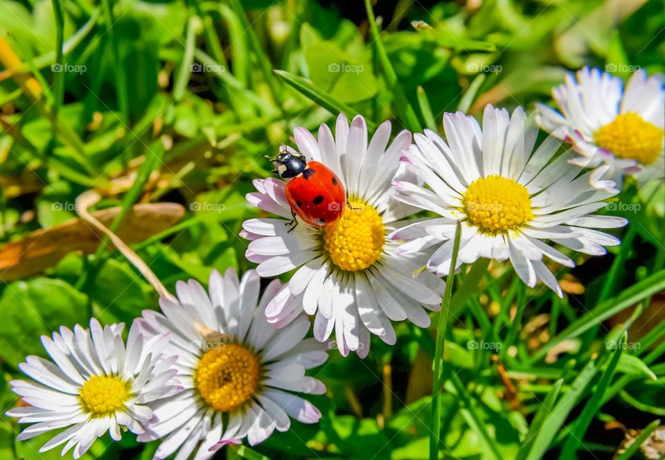 Ladybug