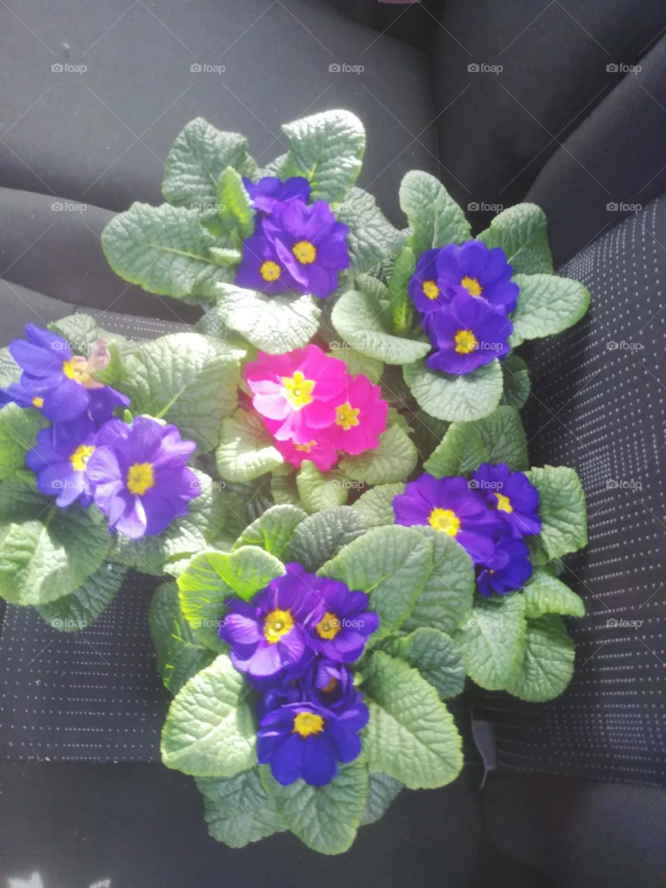 Blumen 