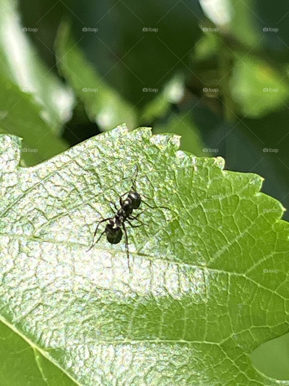 An ant exploring a leaf