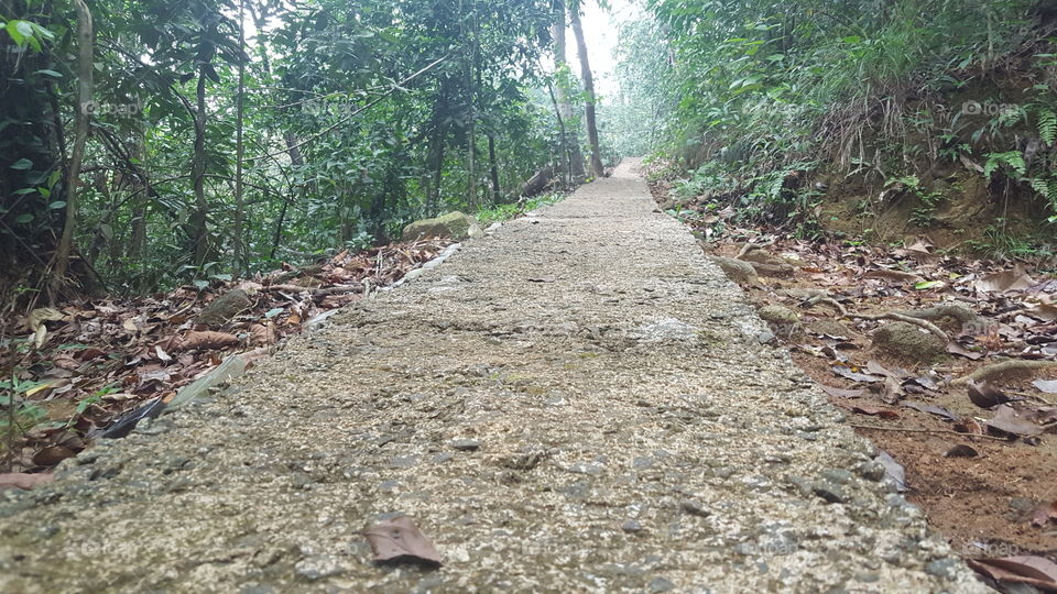 Middle of the Jungle