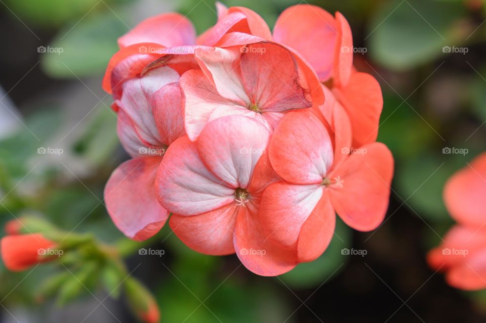 Capturing the vibrance of geranium flower.