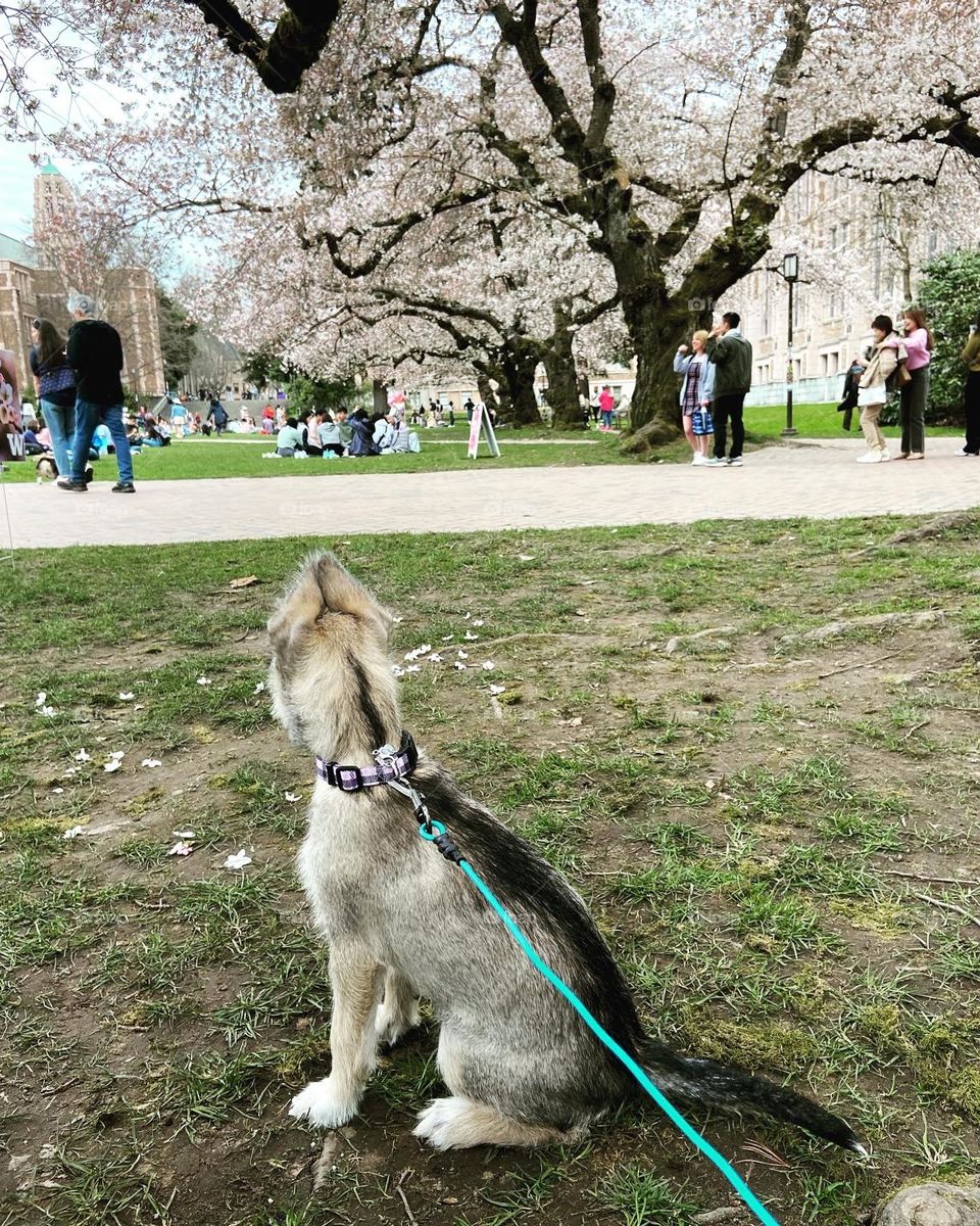 Visiting the Cherry blossoms at University of Washington