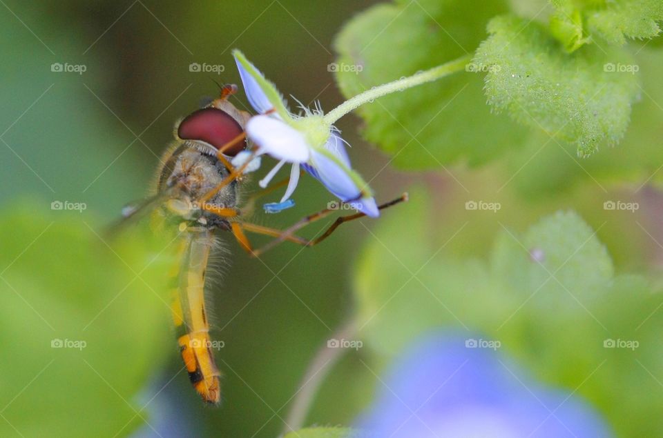 Ichneumon wasp feeding from flower