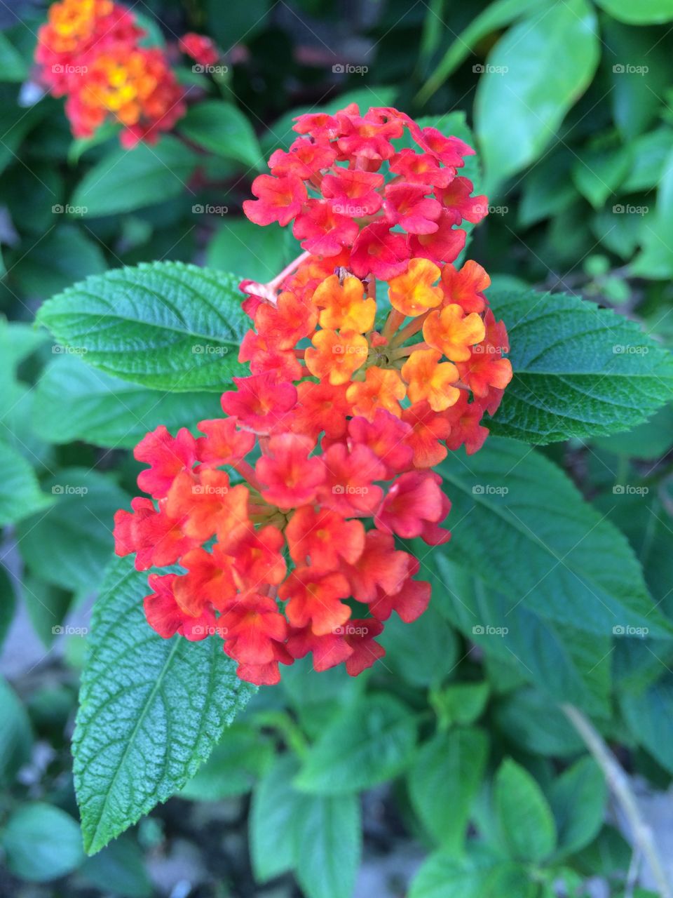 Red and yellow flowers