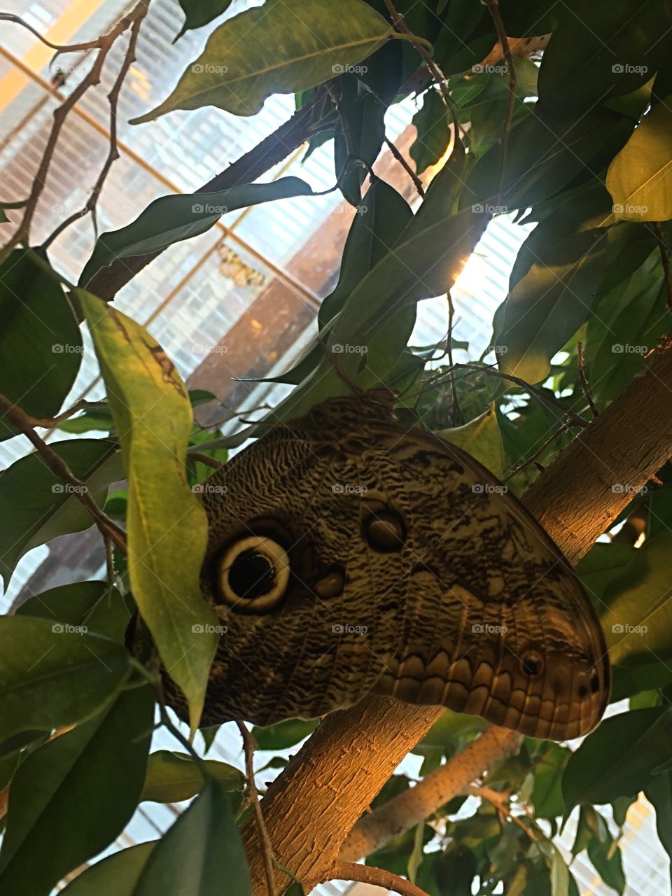 Butterfly in tree