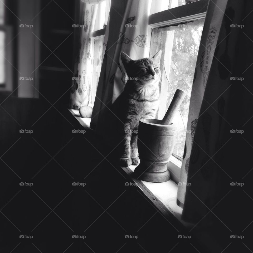 Cat in the window 
