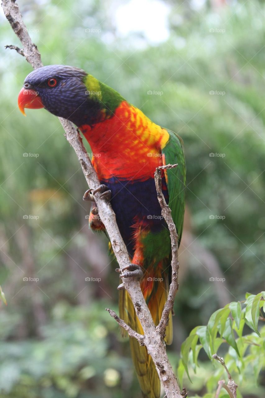 Lorakeet on a branch