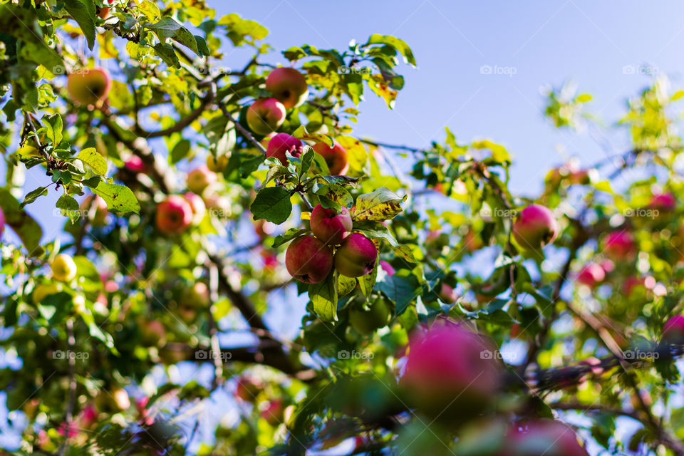 Red tasty apples on appletree