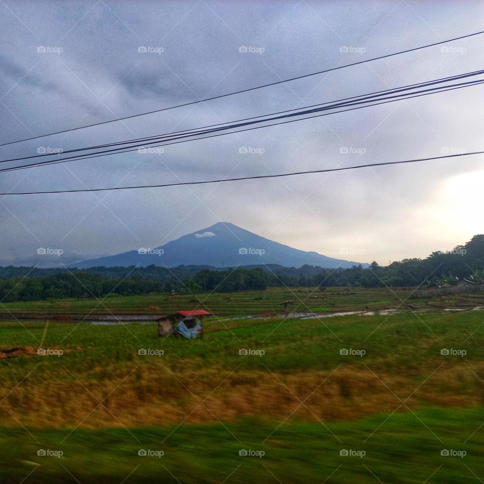 View of the rice fields after the harvest