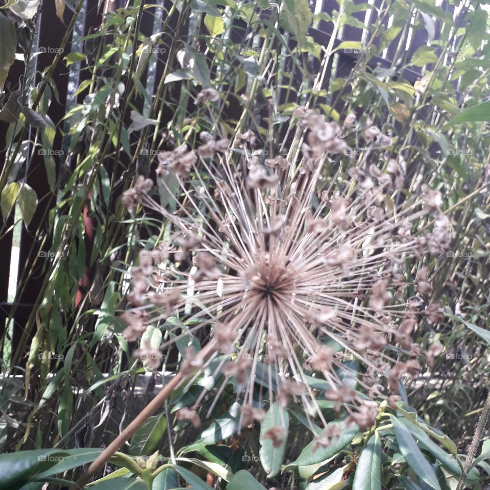 garlic flower