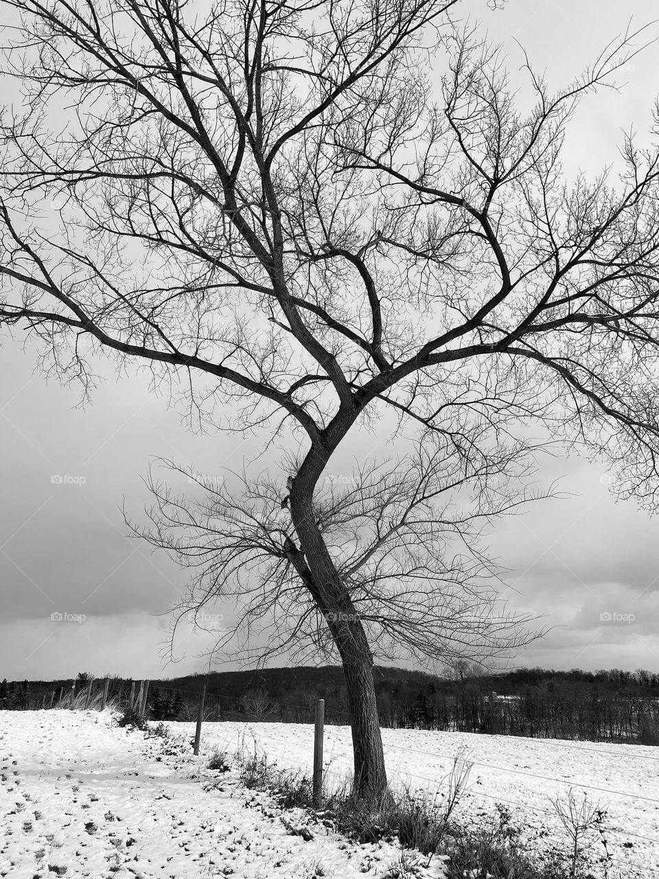 A tree along a fence line in the snow