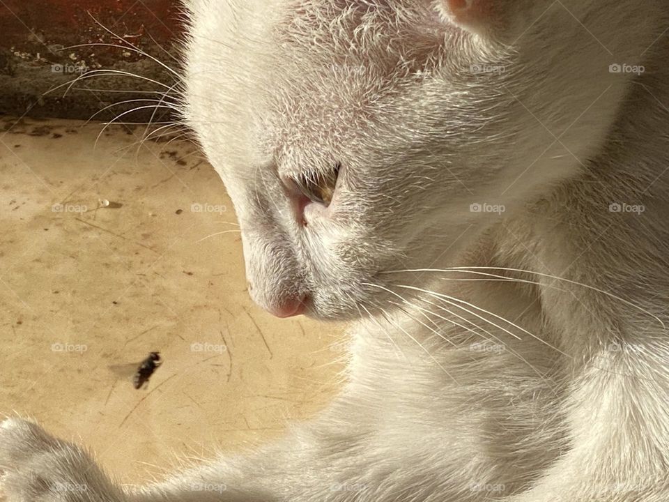 A cat is looking to a fly 