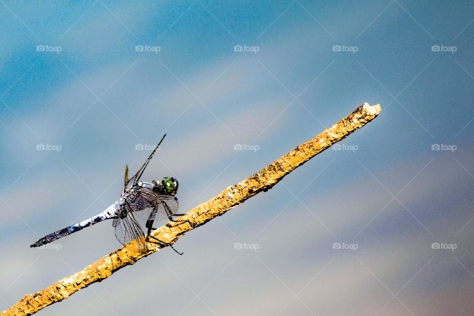 blue dragonfly