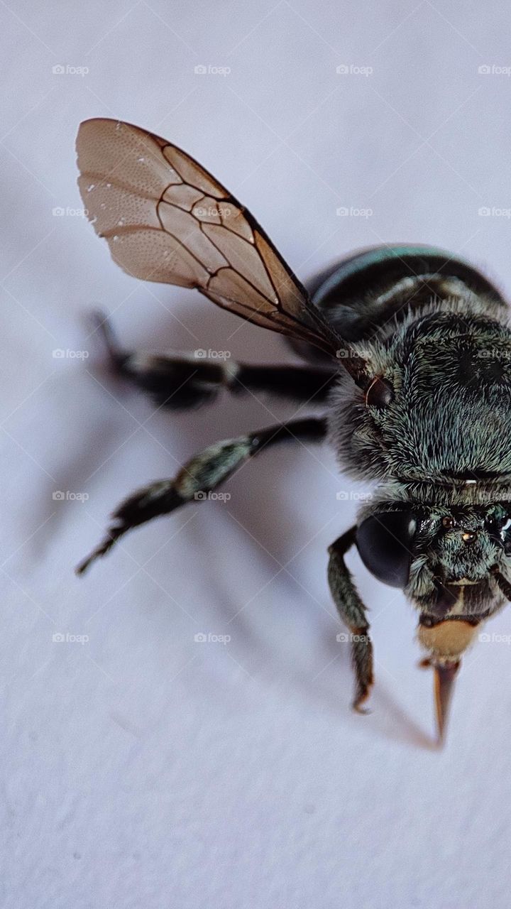 Blue stripped bees