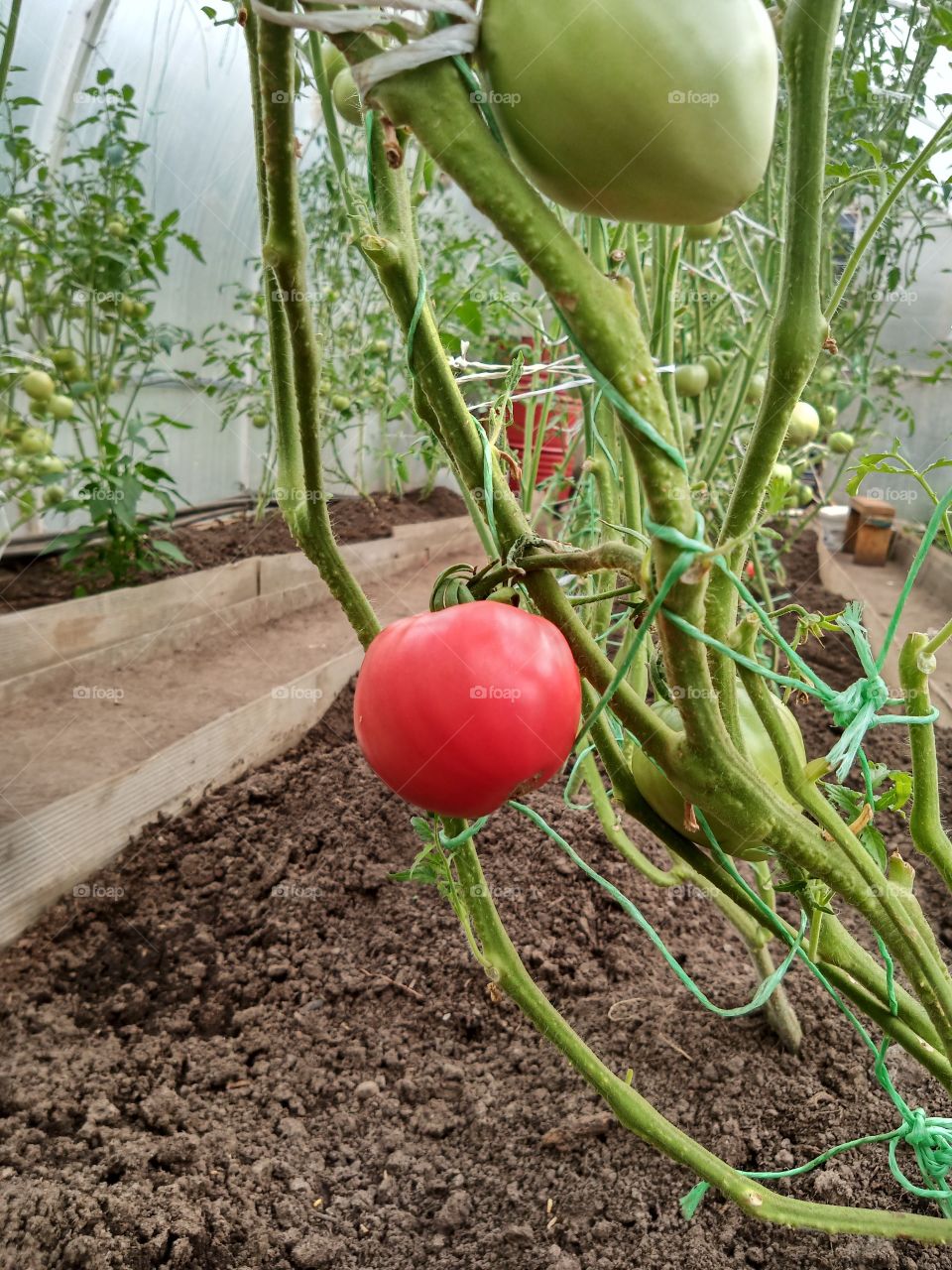 A red tomato grows on a bush in a greenhouse.