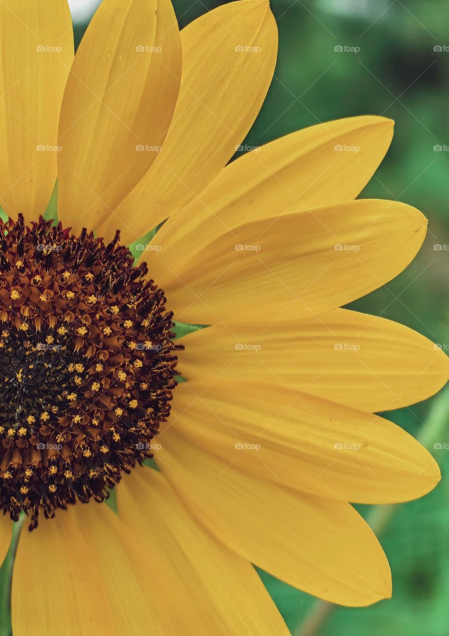 Flower close-up