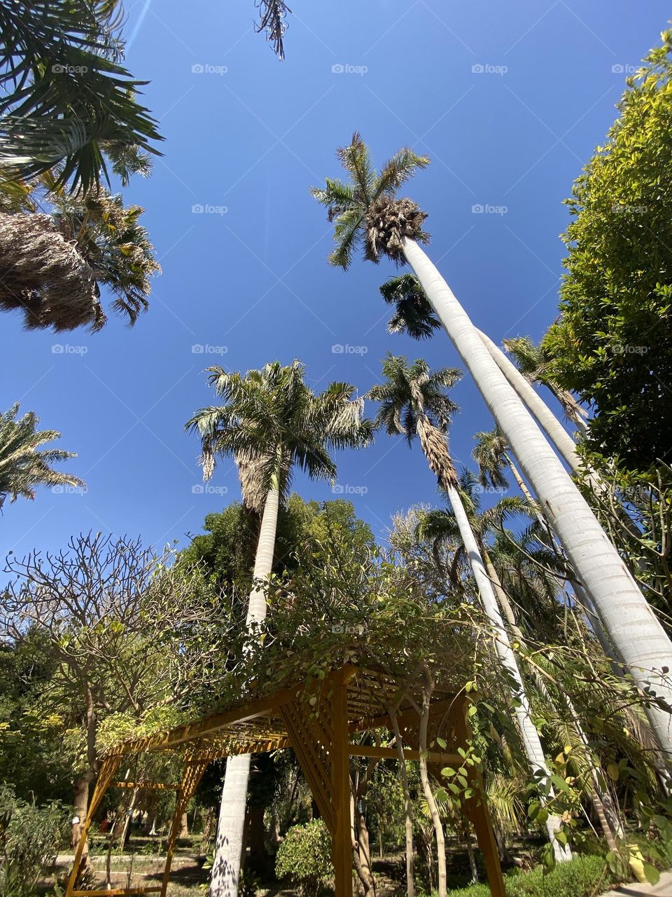 Trees at the island of plants in Aswan 