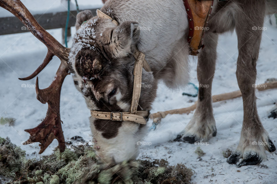 Reindeer eating grass in snow