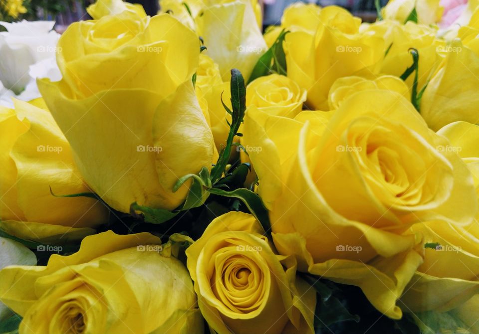 Yellow roses