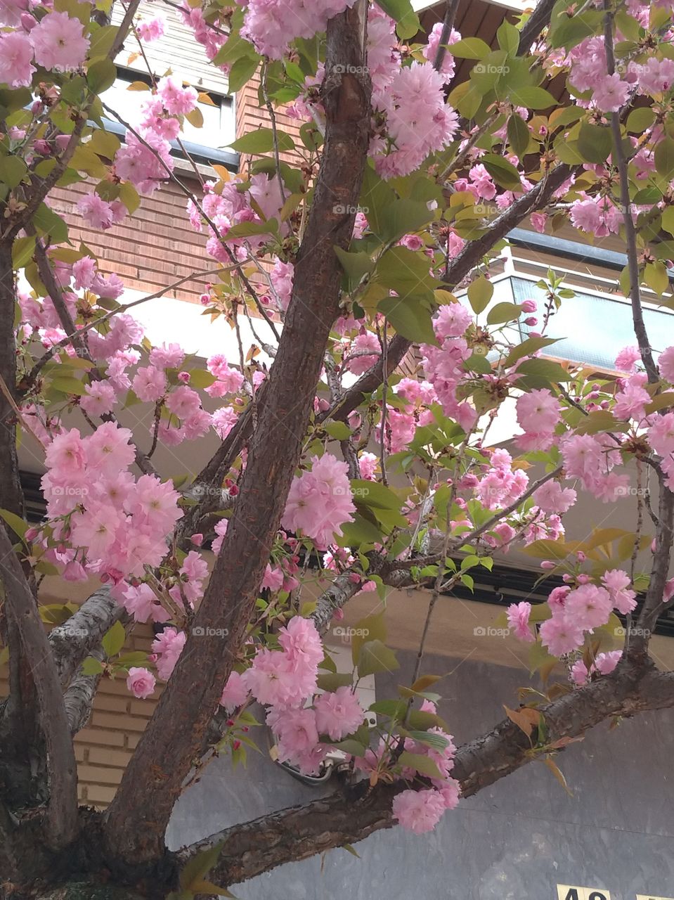 Flores rosas en el árbol en la ciudad