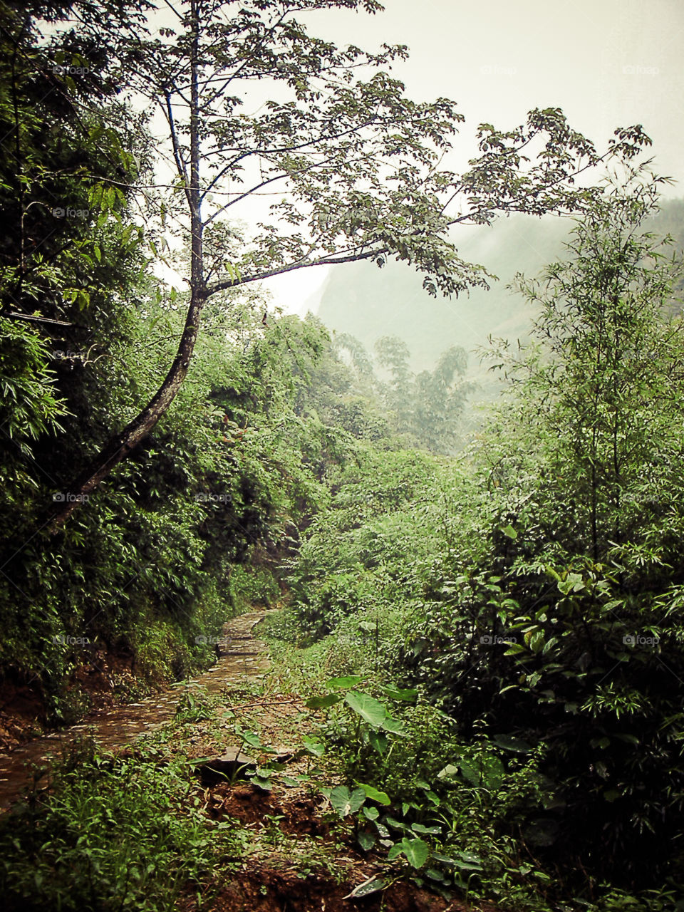 Tropical forest