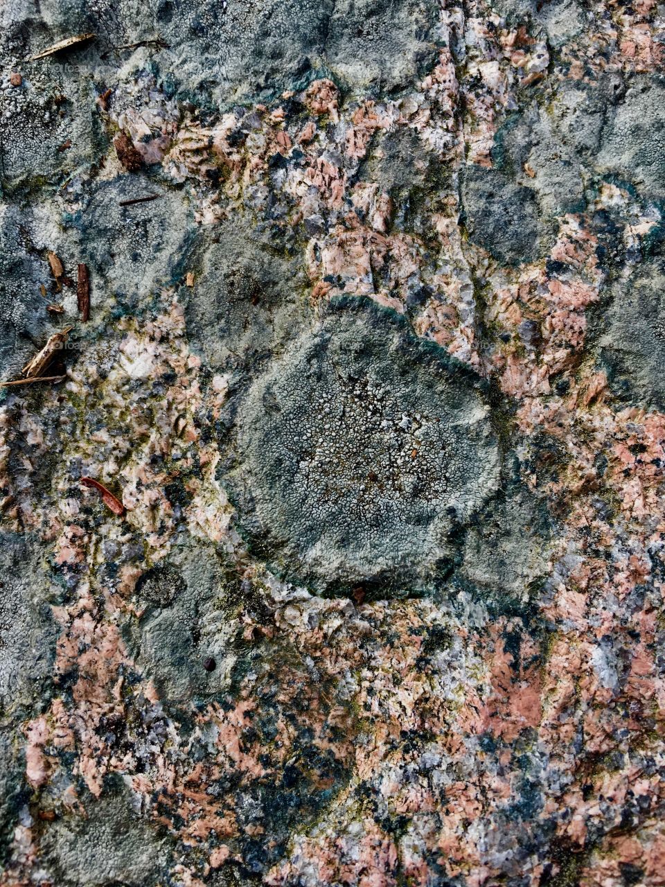 Lichens on pink granite 