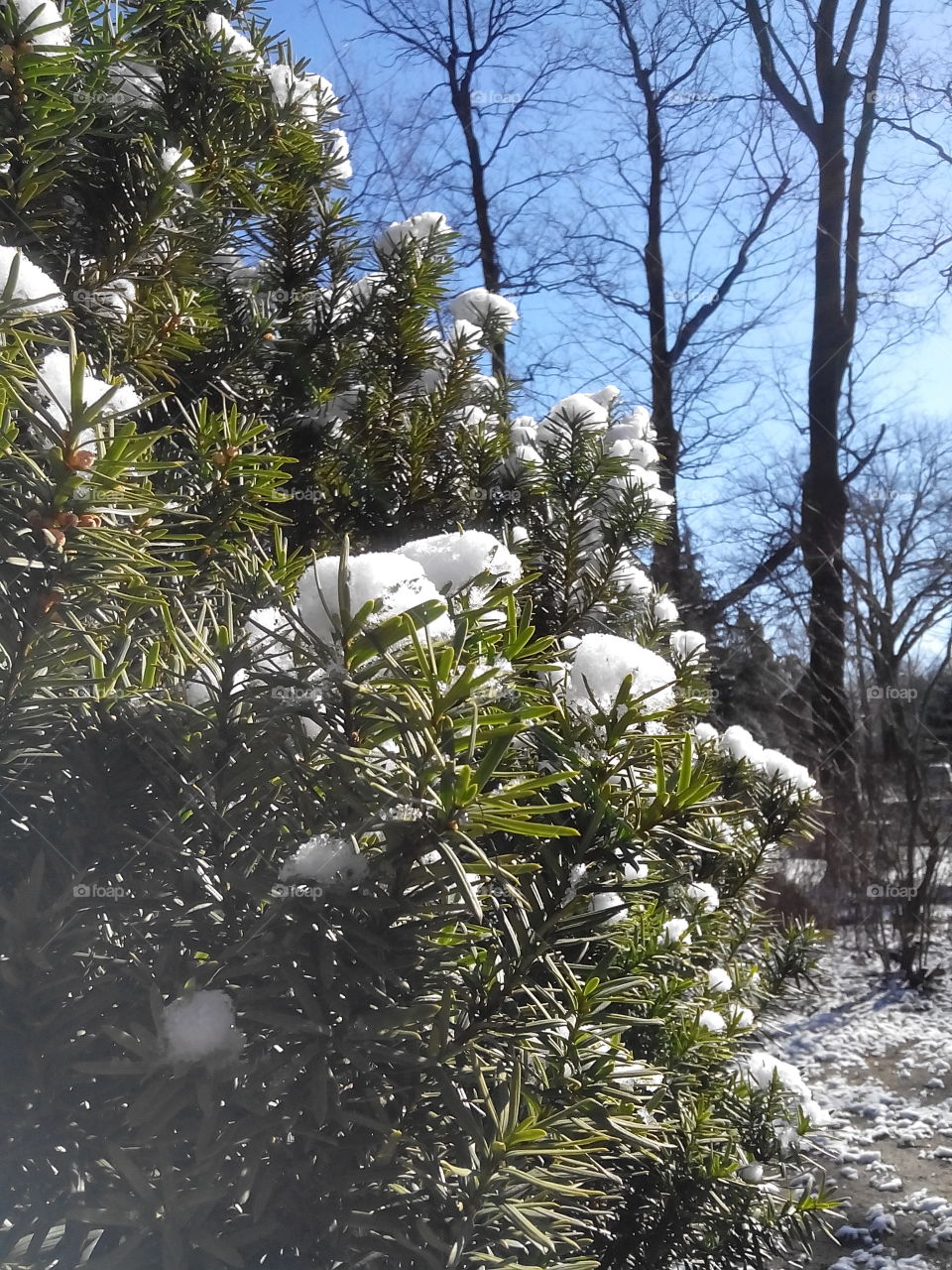 Snow . Morning surprise 