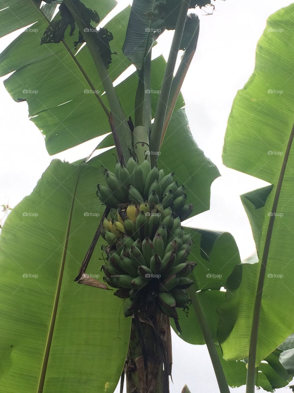 pisang masak dipohon