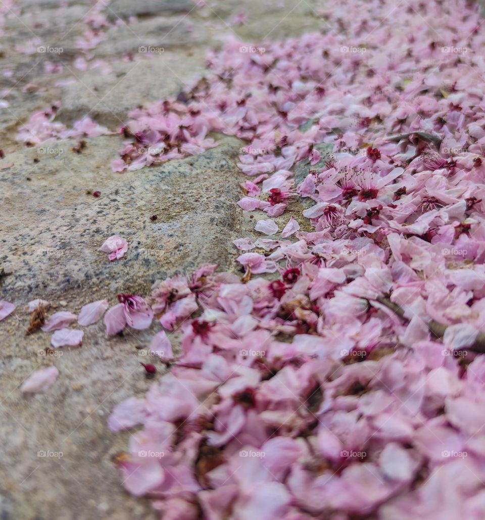 Fallen spring pinky leaves