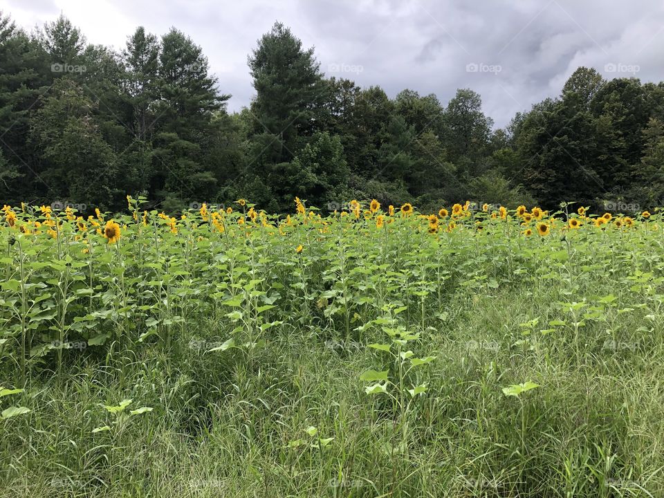 Fields of Sunflowers 