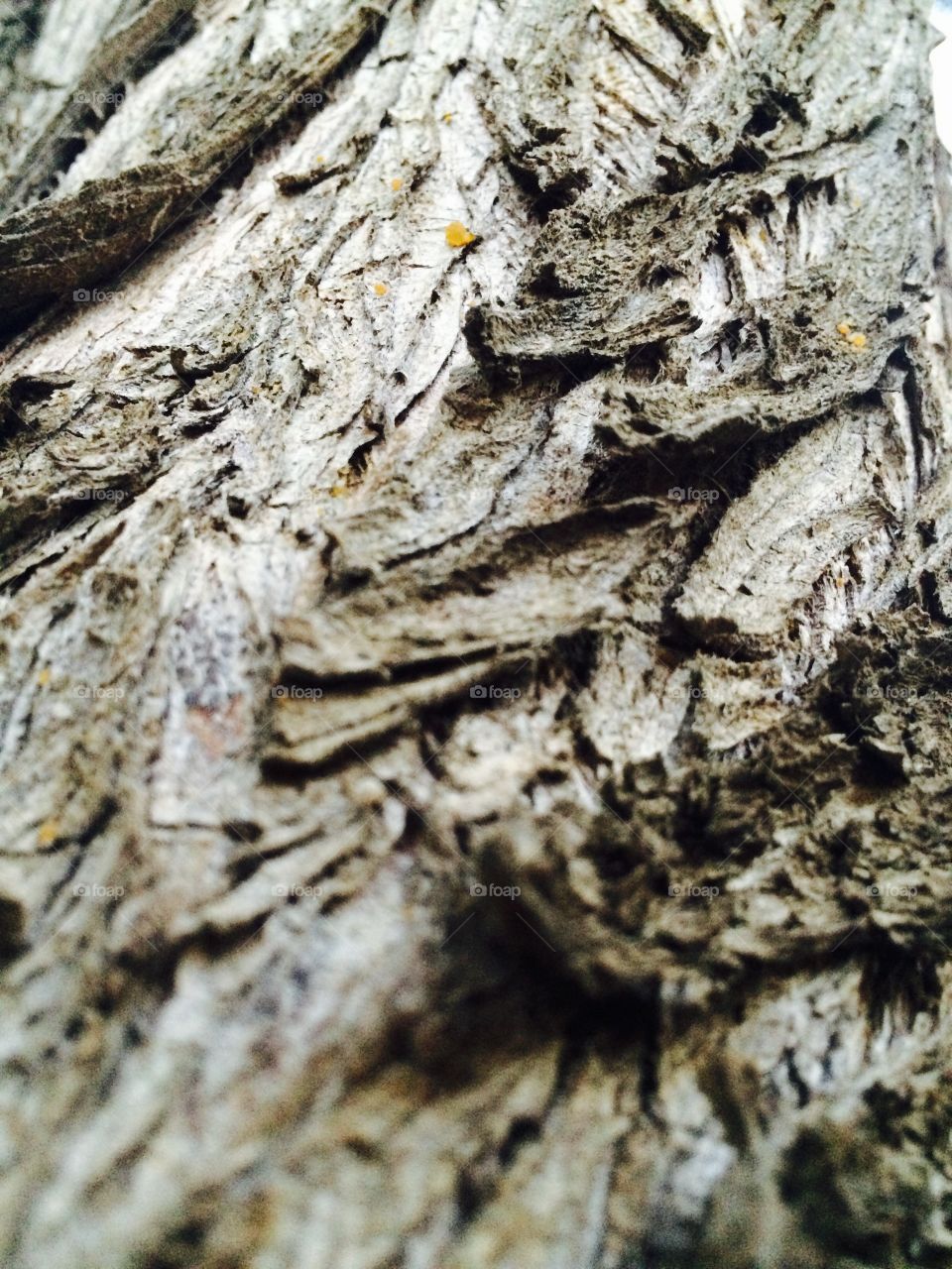 Tree bark