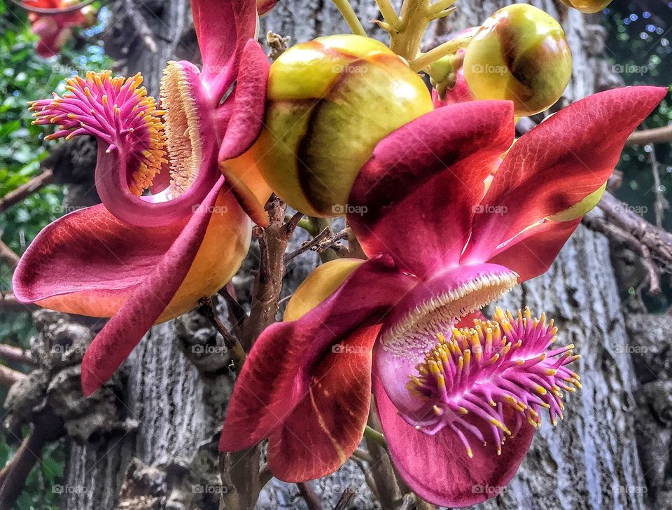 Cannon ball tree flowers