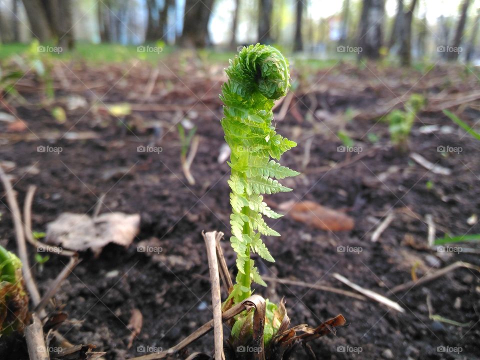 Macro fern
