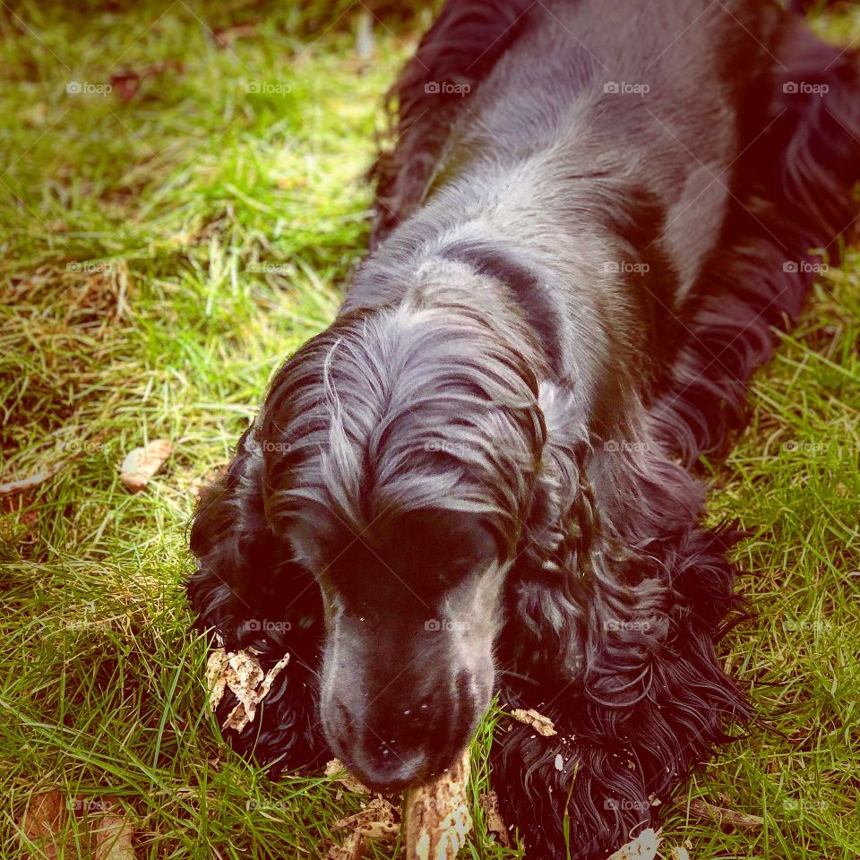 Alma on grass