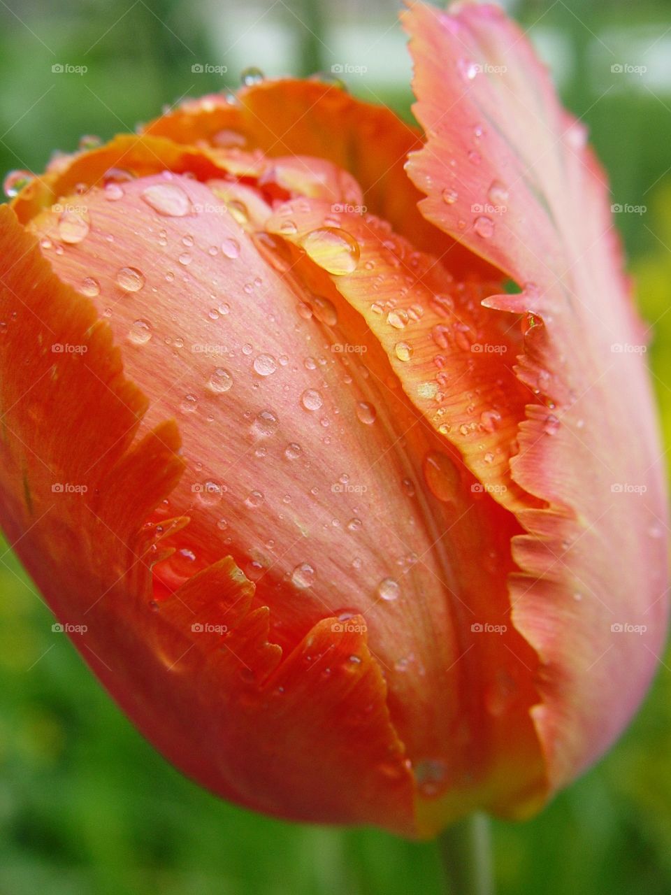 Close-up tulip with raindrop