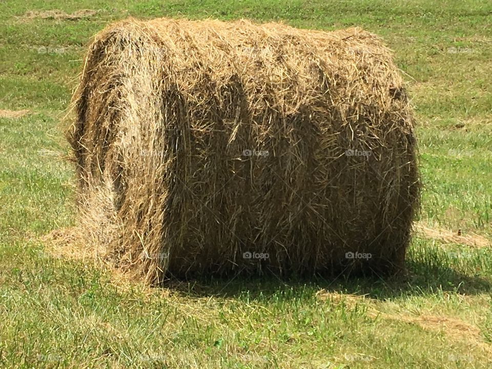 Hay Bale